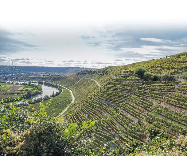 Eine Kulisse mit Weinberg-Steillagen und dem Neckar ist zu sehen.