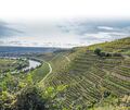 Eine Kulisse mit Weinberg-Steillagen und dem Neckar ist zu sehen.