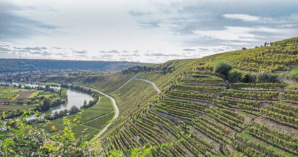 Eine Kulisse mit Weinberg-Steillagen und dem Neckar ist zu sehen.