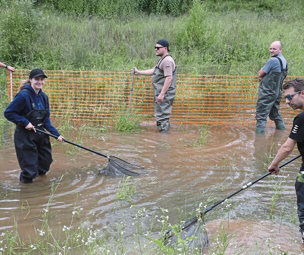 Angler und Tierretter holen laichende Karpfen aus dem überfluteten Auffangbecken und setzen sie in der Enz wieder aus,