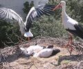 Fühlen sich pudelwohl in Tripsdrill: Im Sommer halten sich mehr als 100 Störche im Erlebnispark und seiner Umgebung auf.