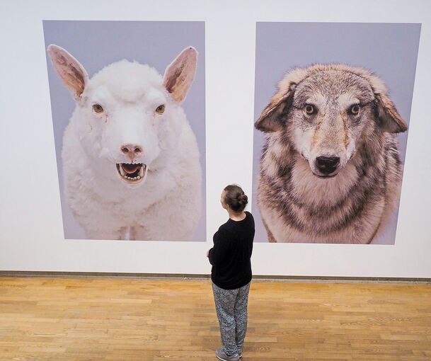 Die Originale passten in ihrer Transportbox nicht durch die Tür: Für den Wolf im Schafspelz und das Schaf im Wolfspelz tauschte Timm Ulrichs Skelett und Fell.