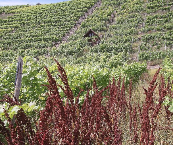 Verwilderte und gepflegte Parzellen nebeneinander. Die Situation wird mehr und mehr zu einem großen Problem.