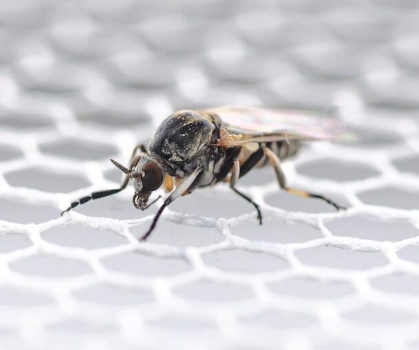 Die Kriebelmücke sieht aus wie eine harmlose Stubenfliege, kann aber große Beschwerden verursachen.