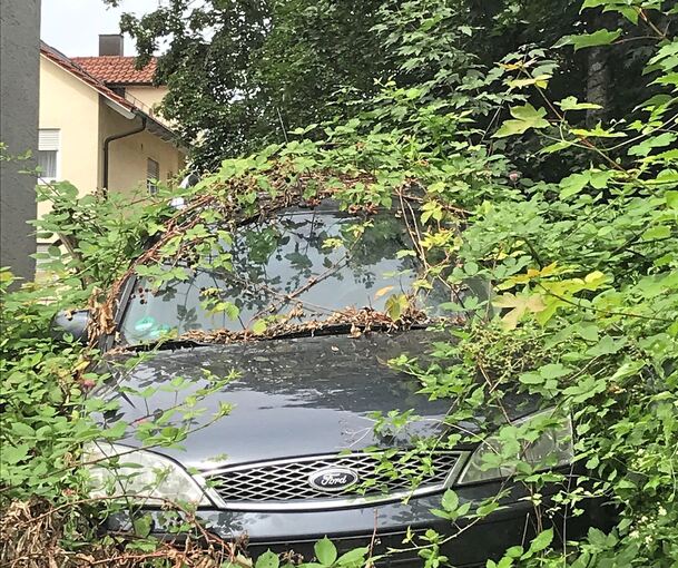 Blick auf das abgemeldete Auto und die Müllkippe im Garten (oben). Unten links eine Ansicht vom „Garten“, am unteren Rand sieht man die neu errichtete Stützmauer. Selbst der Eingang des Hauses ist mittlerweile völlig zugewuchert (unten rechts).