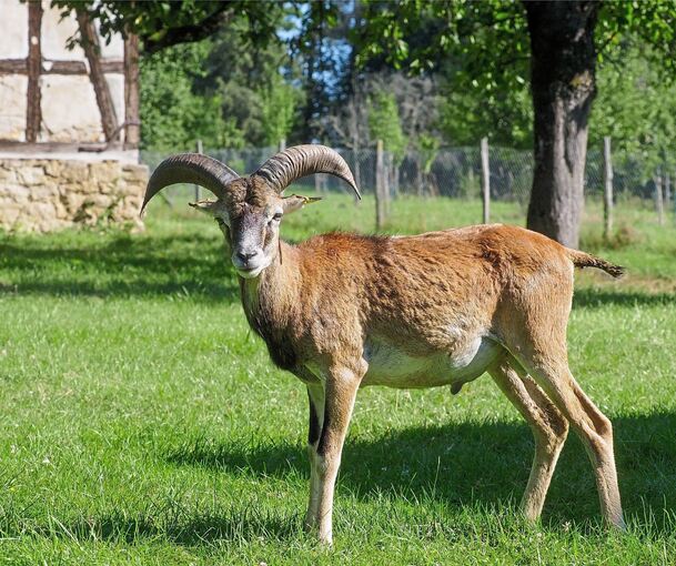 Der kleine, rebellische Star im Favoritepark: Der eineinhalbjährige Mufflonwidder Phil ist neugierig und einigermaßen gefräßig.