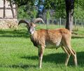 Der kleine, rebellische Star im Favoritepark: Der eineinhalbjährige Mufflonwidder Phil ist neugierig und einigermaßgefräßig. Fot Der kleine, rebellische Star im Favoritepark: Der eineinhalbjährige Mufflonwidder Phil ist neugierig und einigermaßen gefräßig.