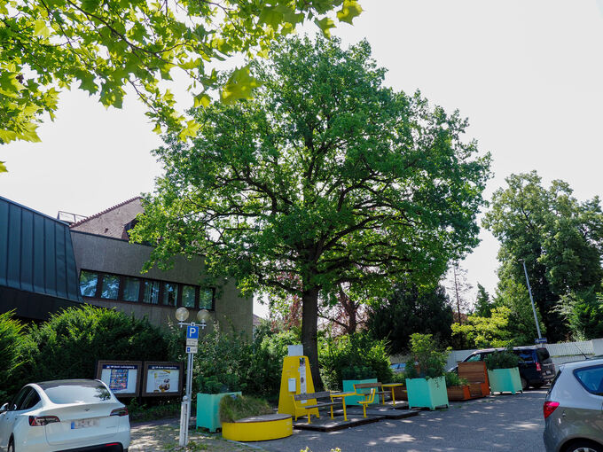 Die rund 130-jährige Eiche darf stehen bleiben, der Platz kann aber deshalb nicht mehr ungestaltet werden.