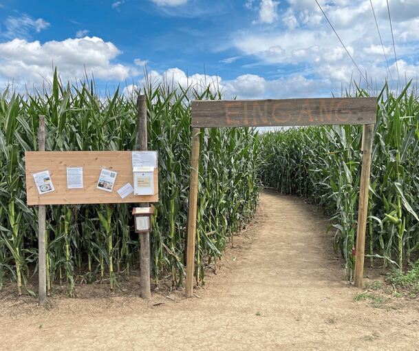 Viele Wege führen nach Rom – nur einer aber ins Maislabyrinth und einer wieder heraus.