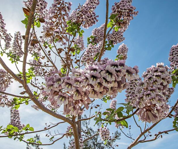 Der in China beheimatete Blauglockenbaum hat viele besondere Merkmale. Seine üppigen Blüten zählen sicher dazu. Die Stadtverwaltung spricht von einem „malerischen Habitus“, der sich nicht nur auf die Blüten bezieht. Auch das Blattwerk ist besonders.