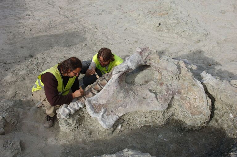 Neuer Langhals-Dinosaurier in Spanien entdeckt