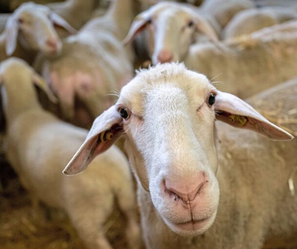 Nicht alle Schafe überleben die Krankheit.