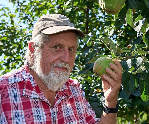 Die Quittenernte fällt gut aus, darüber kann sich Anton Seger freuen.