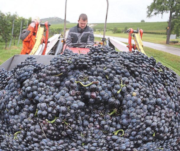 Die letzten Trauben wurden eingefahren.