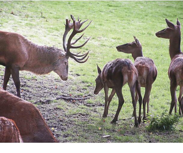 Platzhirsch Franz mit Frau(en) und Kindern. Nur während der Brunft sind Hirsche bei der Herde; außerhalb dieser Zeit leben sie in getrenntgeschlechtlichen Rudeln.