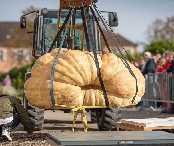 Für solch dicke und schwere Kürbisse braucht es Spezialgerät. Für solch dicke und schwere Kürbisse braucht es Spezialgerät.