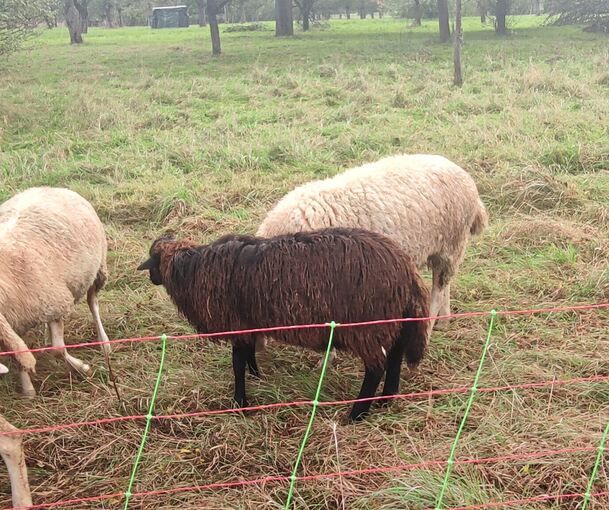 Die Tiere sind von einer Weide in Pleidelsheim verschwunden und dann getötet worden.