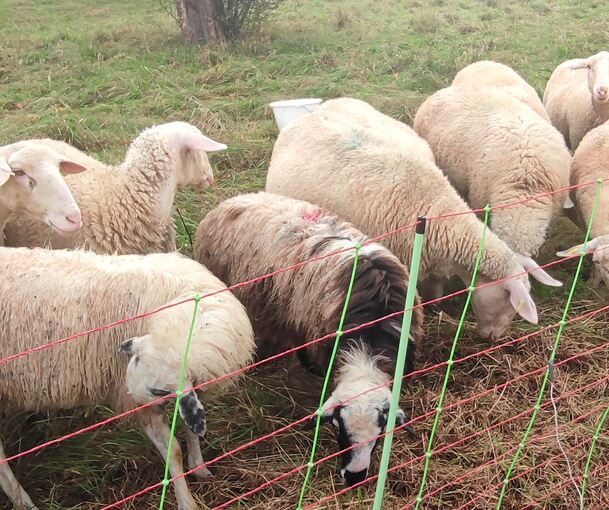 Auch der zweite Jungbock (ähnlich zottelig, wie das gescheckte Tier auf dem Foto), der in Pleidelsheim auf der Streuobstwiese gestohlen wurde, ist tot.