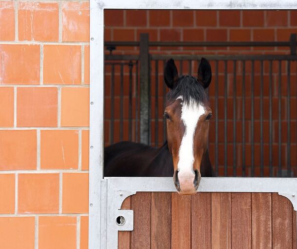 Das Motiv für die Vorfälle in einem Pferdestall in Korntal-Münchingen sind unklar. Symbolbild: Ralf Hirschberger/dpa Das Motiv für die Vorfälle in einem Pferdestall in Korntal-Münchingen sind unklar. Symbolbild: Ralf Hirschberger/dpa