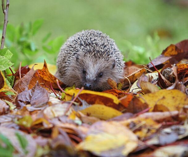 In der kalten Jahreszeit dienen Laubhaufen im Garten dem Igel als Winterquartier.