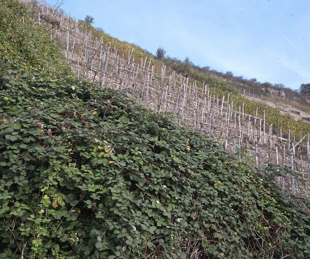 Flickenteppich am Wurmberg: Die steilen Rebhänge unterhalb der Felsengärten galten einst als kostbare „Herrenweinberge“. Heute sind viele gerodet oder bereits von Brombeerhecken zugewachsen, auf immer weniger Flurstücken stehen noch Rebstöcke.