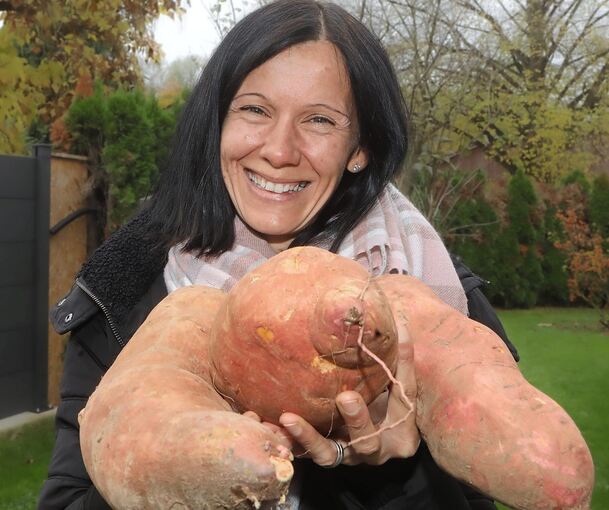 Die Süßkartoffel: Exotin aus heimischem Anbau