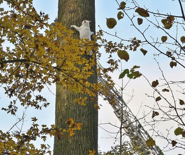 Rauf kommen ist manchmal leichter als runter.
