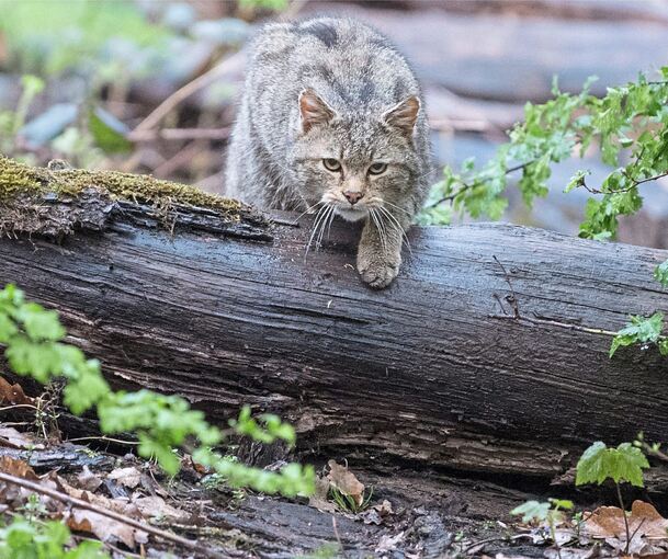 In freier Wildbahn sieht man sie selten: Auch diese Wildkatze ist in einem Gehege in Tripsdrill unterwegs.