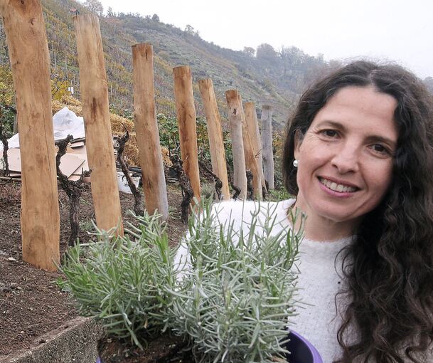 Isabel Gil mit Lavendelpflanzen in ihrem Weinberg am Wurmberg. Die Robinienstämme sind Insektenhotels.