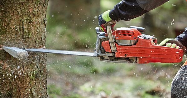 Gefahr-in-Verzug-B-ume-in-Poppenweiler-m-ssen-gef-llt-werden