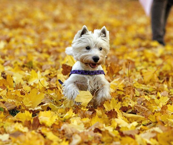 Besigheimer Hundehalter müssen voraussichtlich bald mehr für ihre Vierbeiner bezahlen - zumindest wenn es nach der Stadtverwaltung geht.