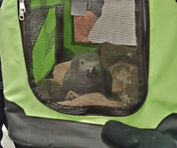 Einer der beiden entflogenen Graupapageien konnte in einer Box gesichert dann in „fachkundige Hände“ gegeben werden, heißt es. Einer der beiden entflogenen Graupapageien konnte in einer Box gesichert dann in „fachkundige Hände“ gegeben werden, heißt es.