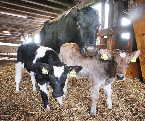 Die beiden frisch geborenen Kälbchen mit der Ammenkuh Franziska.