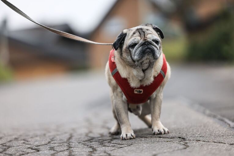 Demenz bei Haustieren - Mops Olli