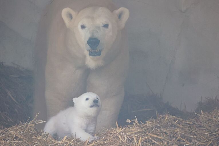Eisbärnachwuchs im Karlsruher Zoo Eisbärnachwuchs im Karlsruher Zoo