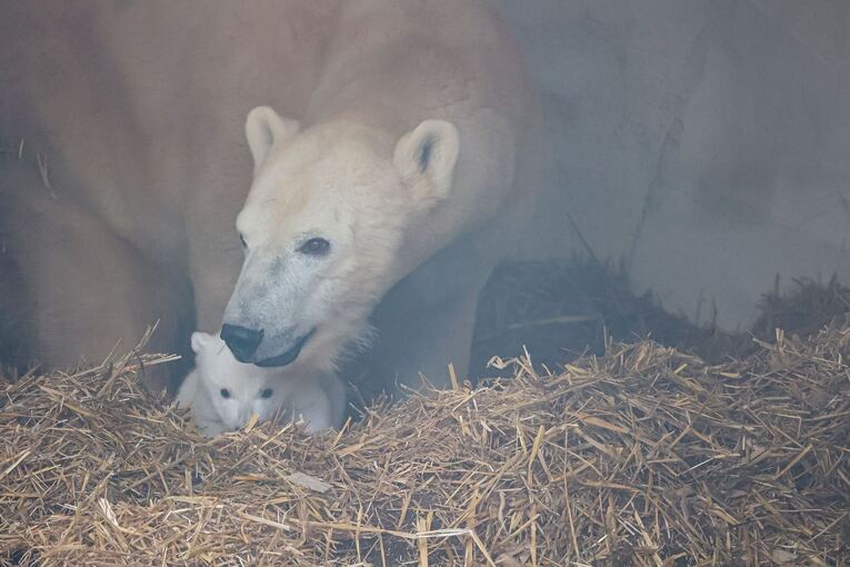 Eisbärnachwuchs im Karlsruher Zoo Eisbärnachwuchs im Karlsruher Zoo