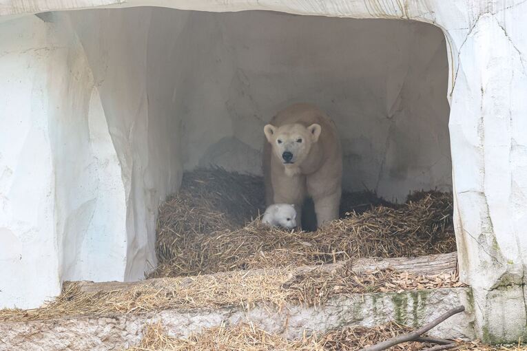Eisbärnachwuchs im Karlsruher Zoo Eisbärnachwuchs im Karlsruher Zoo