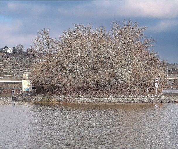 Bislang sehr unwirtlich: die Neckarinsel in Besigheim.