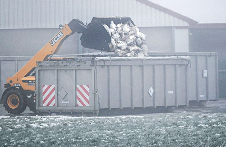 50.000 Puten müssen wegen Vogelgrippe gekeult werden 50.000 Puten müssen wegen Vogelgrippe gekeult werden