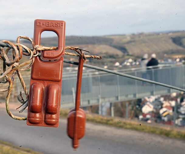 Pheromonfallen am Besigheimer Niedernberg: Hier hängen sie fein säuberlich am Draht; andernorts landen die Plastikampullen manchmal auf dem Boden.