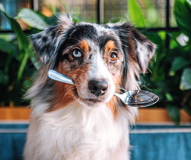 Manchmal sitzt der Hund am Tisch und nicht nur darunter.