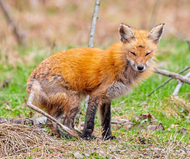 Haarausfall an der Lunte sowie an den Hinterbeinen können auf die Fuchsräude hindeuten.