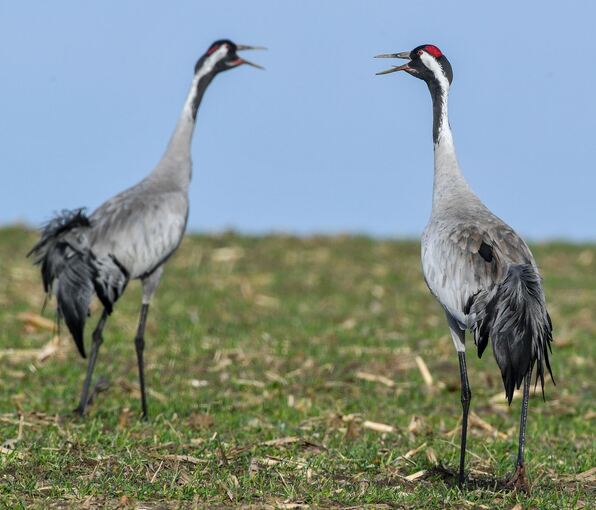 Der Tanz der Kraniche beginnt