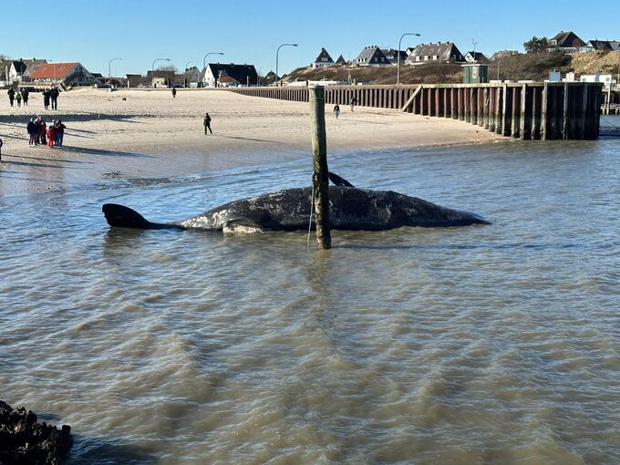 Toter Pottwal vor Sylt Toter Pottwal vor Sylt