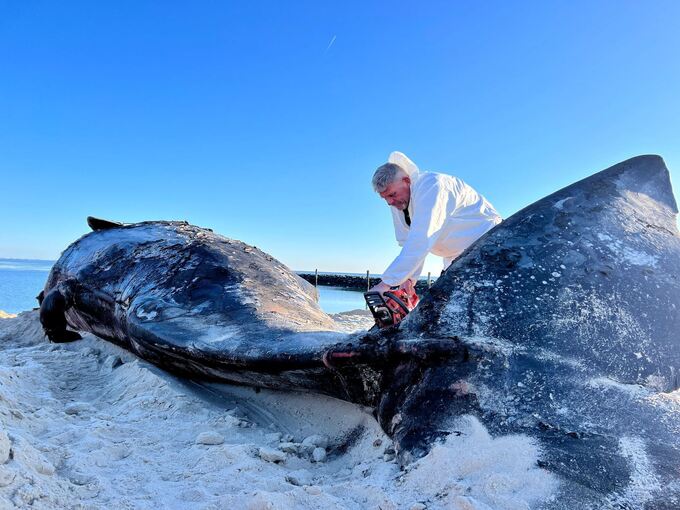 Toter Pottwal am Strand von Sylt Toter Pottwal am Strand von Sylt