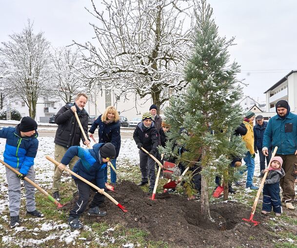 Die in Möglingen zum Gemeindejubiläum gepflanzten Mammutbäume sind 20 Jahre alt. Wenn die Bedingungen passen, können sie es auf mehrere Hundert Jahre Lebenszeit bringen.