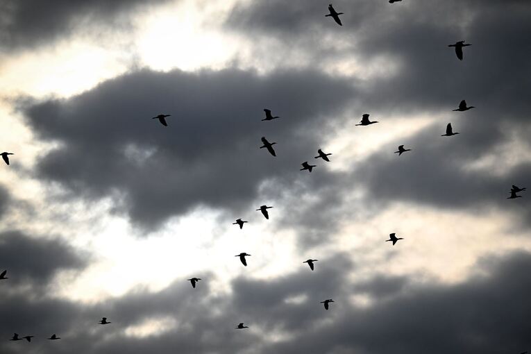 Kormorane am Bodensee Kormorane am Bodensee