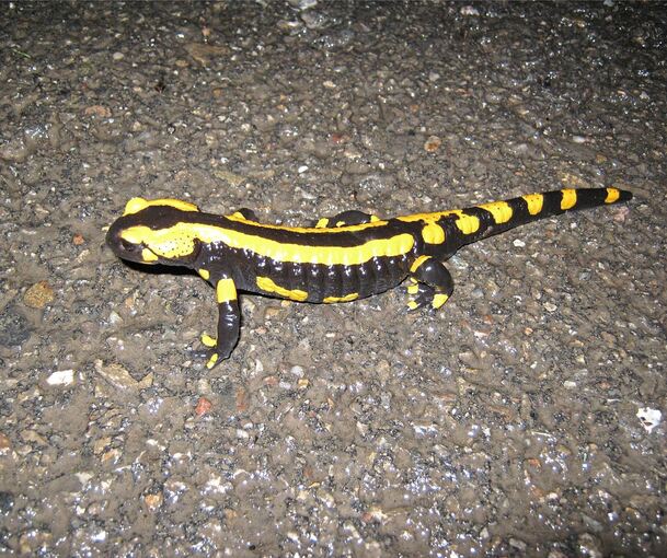 Von den steigenden Temperaturen aus der Winterstarre geweckt, machen sich Salamander und andere Tiere auf den Weg von den Winter Von den steigenden Temperaturen aus der Winterstarre geweckt, machen sich Salamander und andere Tiere auf den Weg von den Winterquartieren zu ihren Laichplätzen.