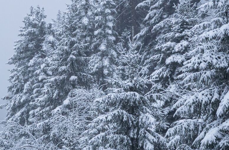 Neuschnee im Schwarzwald und der Schwäbischen Alb