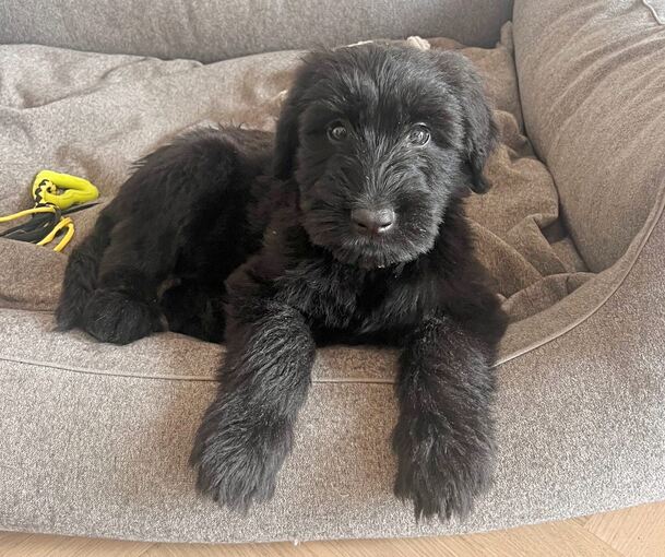 Nachdem der kleine Briard-Rüde Louie einen Giftköder gefressen hatte, geht es ihm mittlerweile wieder gut.
